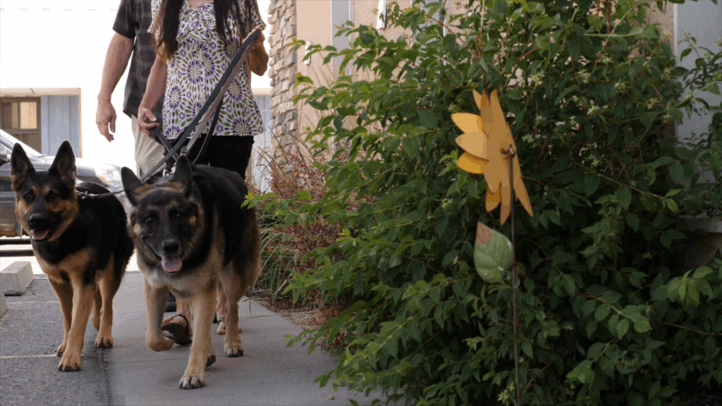 New Clients: The Lifeblood of Your Independent Veterinary Practice, A person walking two dogs